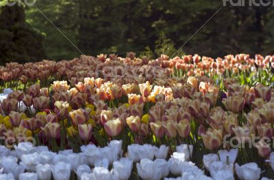 Spring background with tulips over natural background Spring background with tulips over natural background