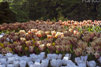 Spring background with tulips over natural background 