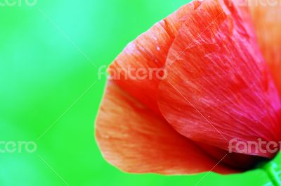 Red poppies blooming in the wild meadow