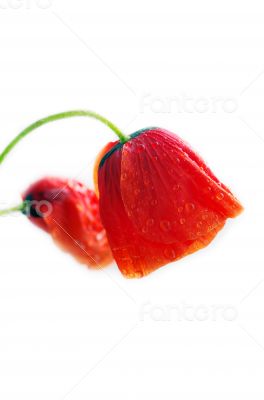 Studio Shot of Red Colored Poppy Flowers Isolated on White Backg Studio Shot of Red Colored Poppy Flowers Isolated on White Backg