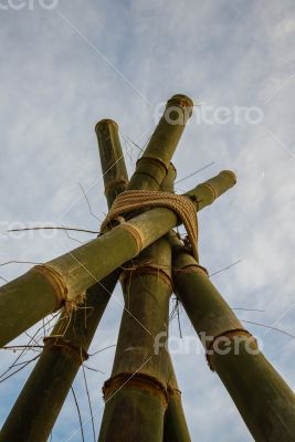 Bamboo poles tied together