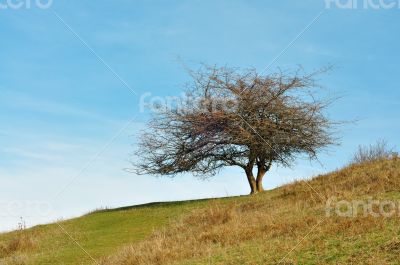 mountain bush