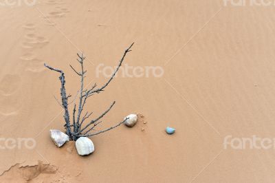 nature ikebana