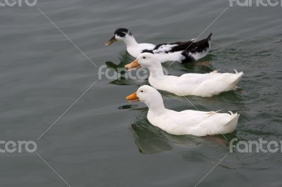 Ducks