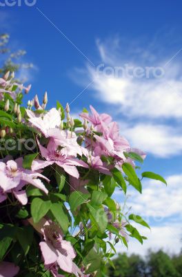 Close up of beautiful single white clematis flower 