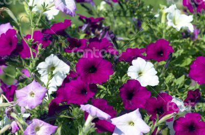 A cluster of purple petunias hanging on tree close up 