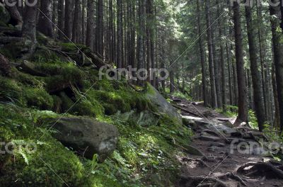 Beautiful summer forest mountain path