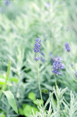 macro of lavender plant. herbal landscape of aromatic plant.