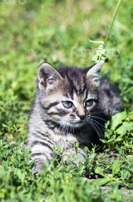 top view of baby cat kitten lying