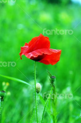 Red poppies blooming in the wild meadow