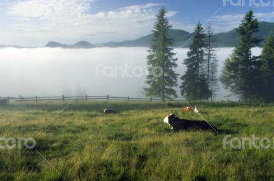 Beautiful landscape with green hills and a herd of cows 