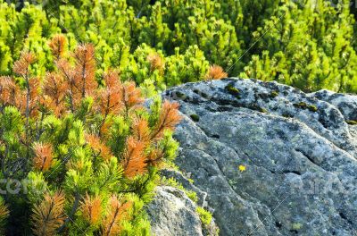 Beautiful view from mountains with dwarf pine in the foreground