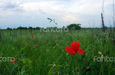 Red poppies blooming in the wild meadow 