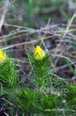 Wild yellow adonis growing in nature, floral natural background 