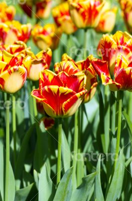 Spring background with tulips over natural background