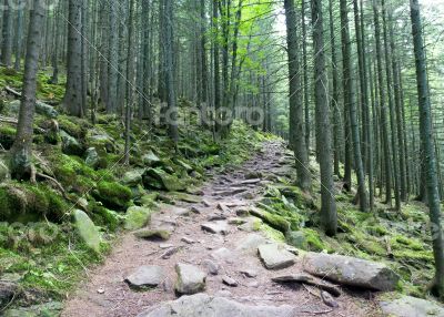 Pathway  in summer green mountain forest 