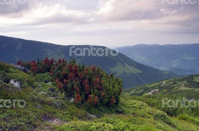 Beautiful view from mountains with dwarf pine in the foreground 
