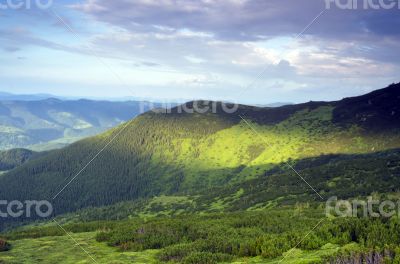 Beautiful view from mountains with dwarf pine in the foreground 