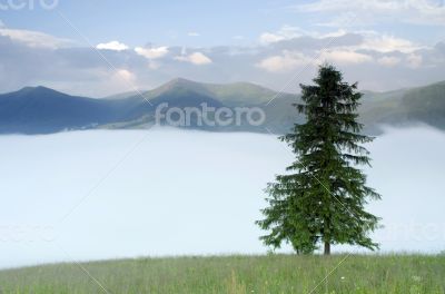 evening mountain plateau landscape (Carpathian, Ukraine) 