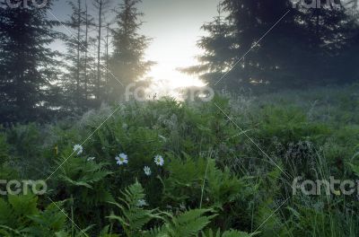 evening mountain plateau landscape (Carpathian, Ukraine) 