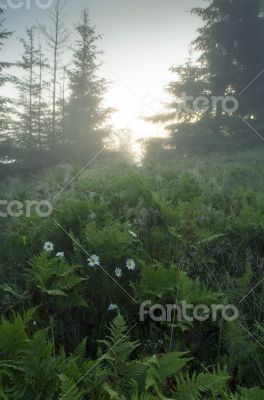 evening mountain plateau landscape (Carpathian, Ukraine) 