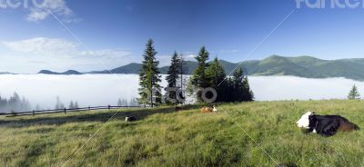 evening mountain plateau landscape (Carpathian, Ukraine) 