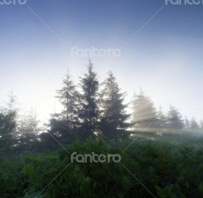 evening mountain plateau landscape (Carpathian, Ukraine)