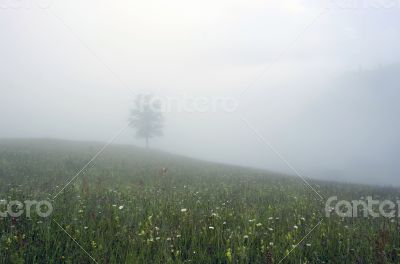 evening mountain plateau landscape (Carpathian, Ukraine)