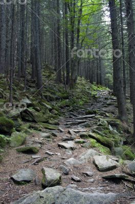 Pathway in summer green mountain forest 