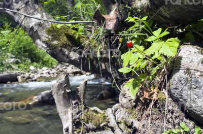mountain river. Beauty wild nature landscape mountain river. Beauty wild nature landscape