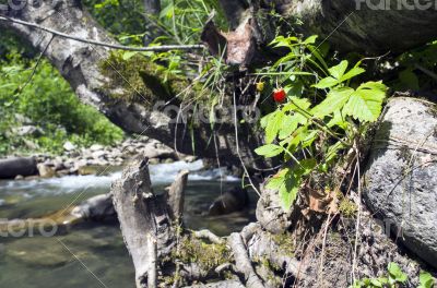 mountain river. Beauty wild nature landscape