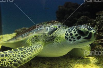 Green Sea Turtle