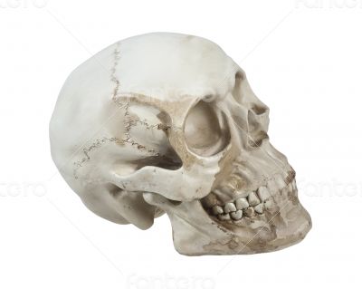 Skull with Cranial Lines