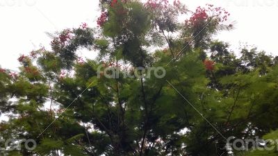 Tree with Red Flowers