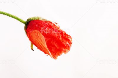 Studio Shot of Red Colored Poppy Flowers Isolated on White Backg