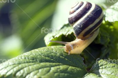 Small brown snail on a green leaf 