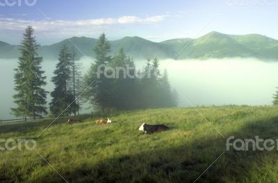 evening mountain plateau landscape (Carpathian, Ukraine) 