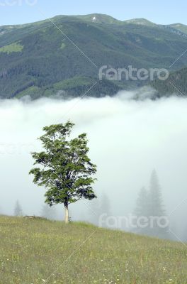 evening mountain plateau landscape (Carpathian, Ukraine)