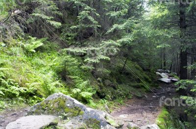 Pathway in summer green mountain forest