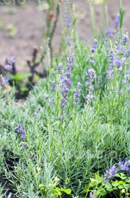 macro of lavender plant. herbal landscape of aromatic plant