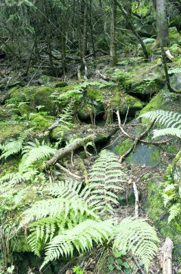 Lush moss and ferns cover the forest floor. 