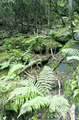 Lush moss and ferns cover the forest floor. Lush moss and ferns cover the forest floor.