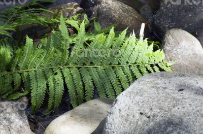 Fern leaf growing among the rocks. 