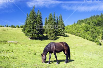 Horses in the Ukrainian Carpathians