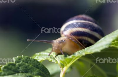 Small brown snail on a green leaf 