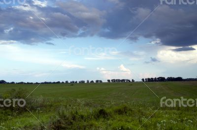 Green meadow. Composition of nature. 