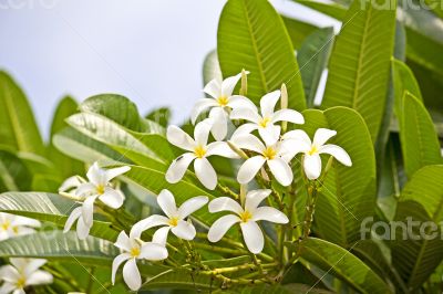 Champa flowers