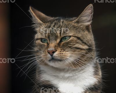 Tabby Cat Tabby Cat