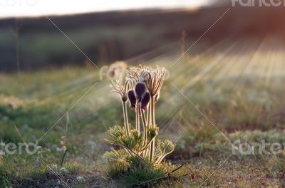 Pasque-flower growing in nature on sunset, macro spring floral b Pasque-flower growing in nature on sunset, macro spring floral b