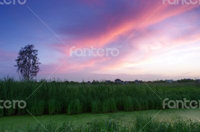 Spring landscape with yellow flower on hill and majestic sunset 